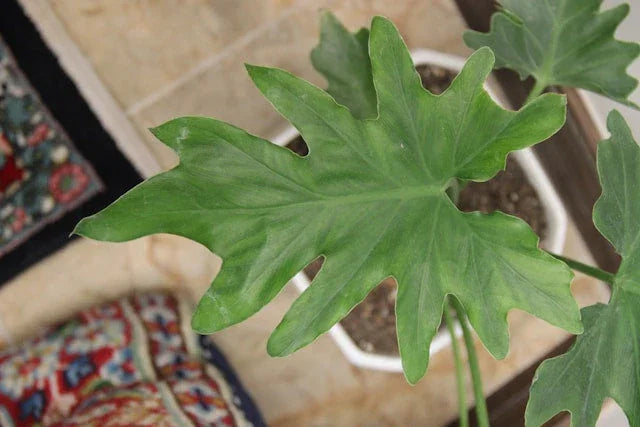 Fig plant in a white pot on a table