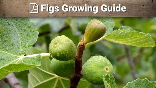 Fig growing guide graphic over green figs