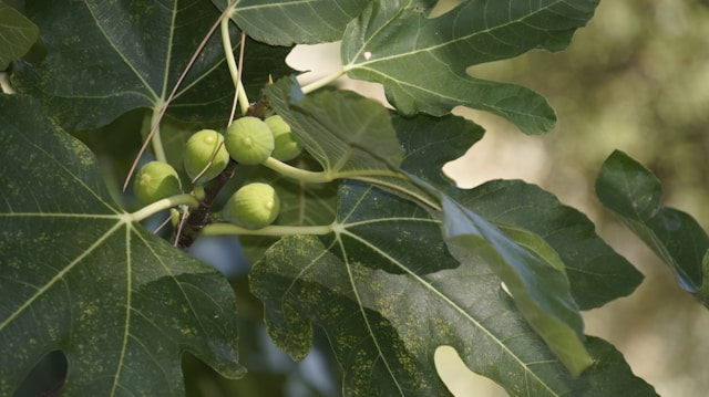 Growing Figs in Containers for Maximum Fig Tree Yield