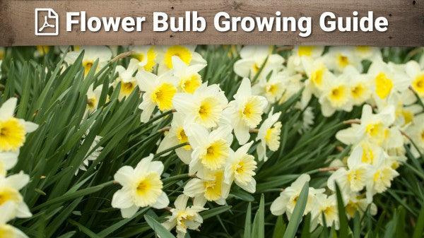 Flower bulb growing guide graphic over daffodils