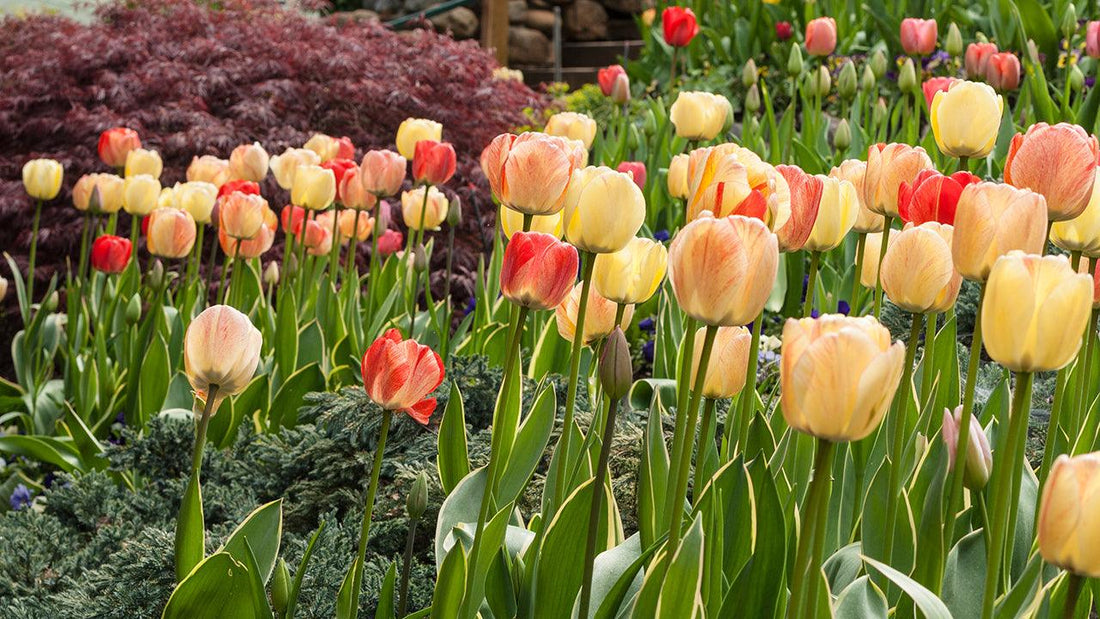 Rows of pink and yellow tulips