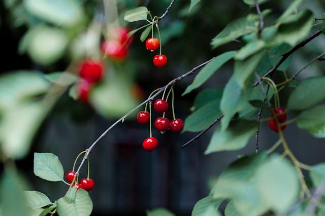 Fresh Cherries on a Branch