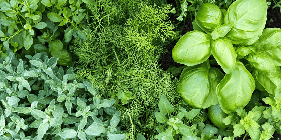 Dill and basil plants growing together
