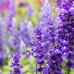 Purple lavender flower spikes