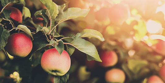Red apples ripening on a sunlit tree