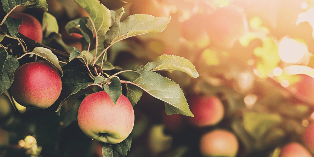 Red apples ripening on a sunlit tree