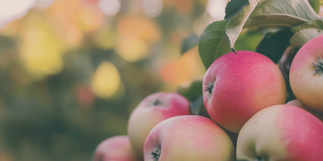 Ripe Gala apples illustrating how to choose an apple tree