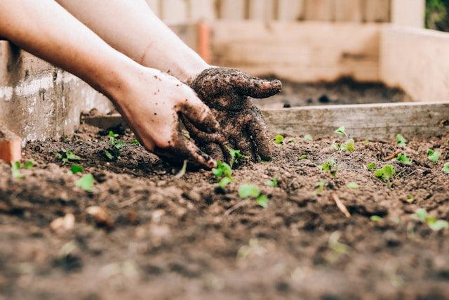 Hands planting a seedling in garden soil