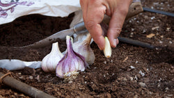 Planting Garlic Cloves