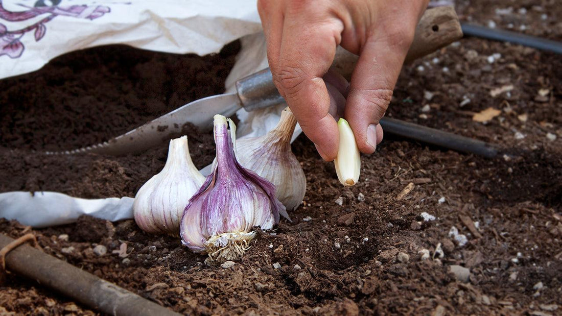 How to Grow Garlic: A Growing Guide - Grow Organic