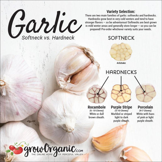 The Ultimate Guide to Hardneck vs Softneck Garlic: Learn the Difference Between Hardneck and Softneck Garlic - Grow Organic