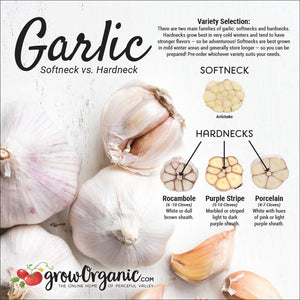 Hardneck Garlic vs Softneck Garlic: The Complete Guide