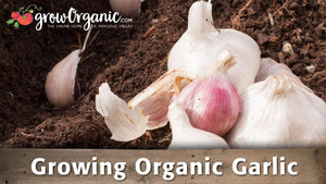 How to Grow Garlic: Video Overview