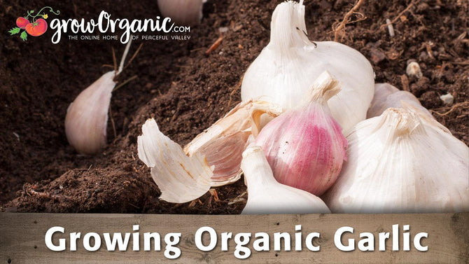 Garlic growing guide graphic over whole bulbs