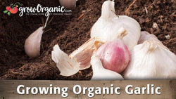 Garlic growing guide graphic over whole bulbs