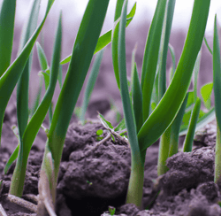 Young garlic shoots growing in dark soil