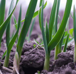 Companion Planting with Garlic: What Works Best? - Grow Organic