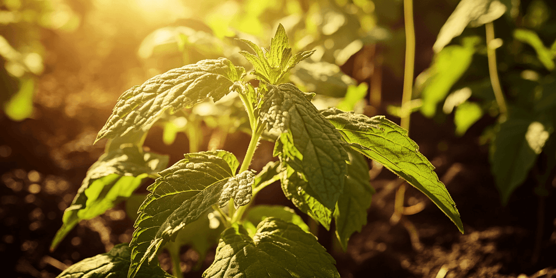 Dense patch of mint seedlings