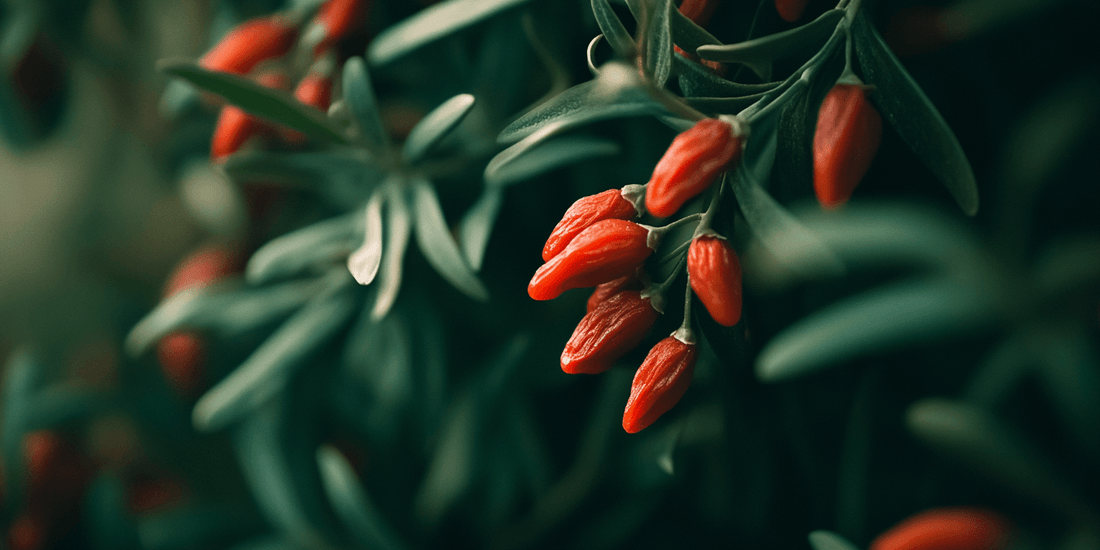 Red goji berries hanging among dark leaves