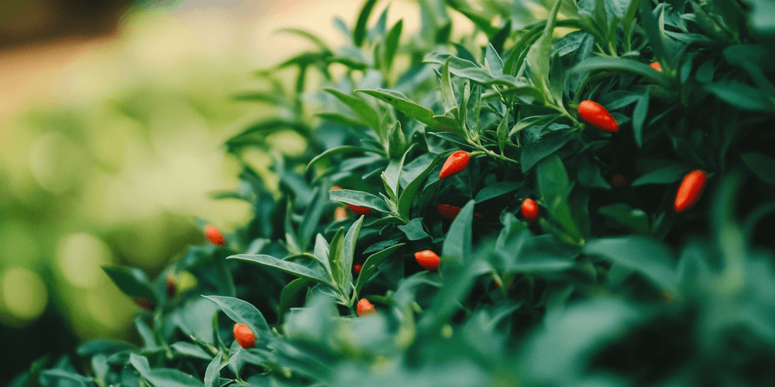 Ripe red goji berries on a leafy shrub
