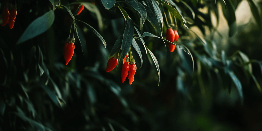 Goji berries ripening on arching branches