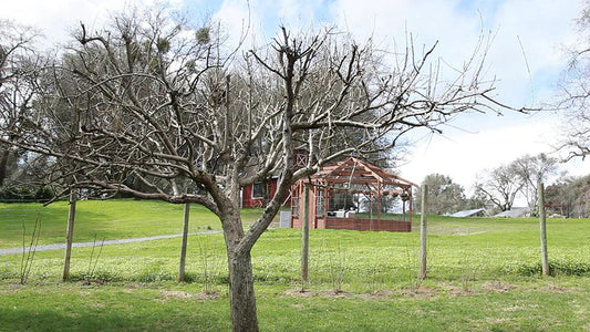 Tree Grafting from Rootstock: A Comprehensive Guide - Grow Organic