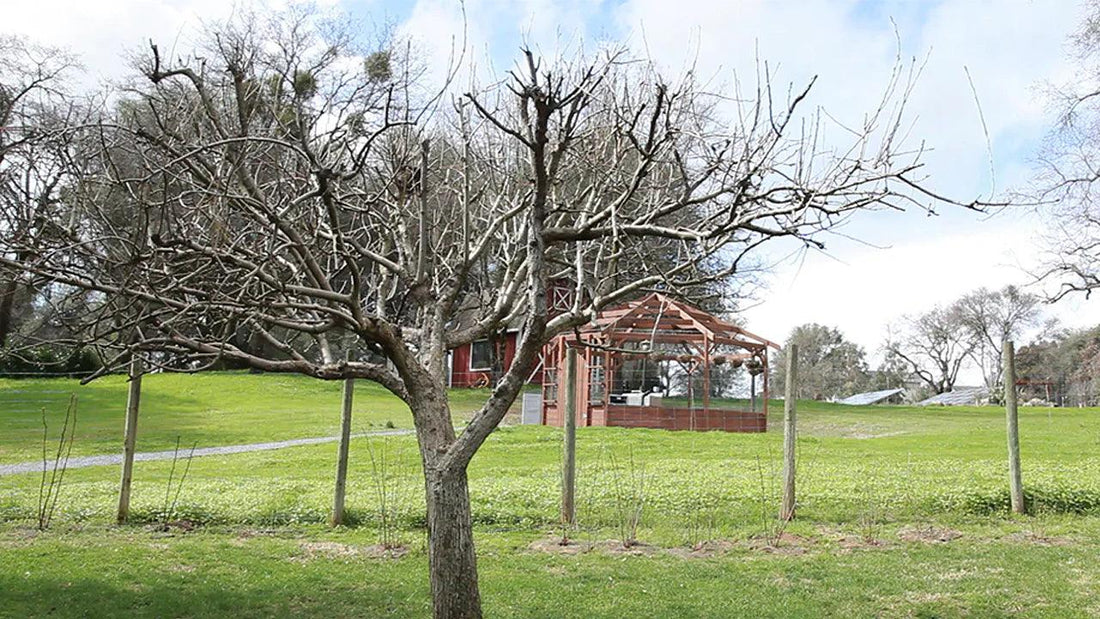 Rows of dormant fruit trees in an orchard