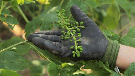 Gloved hand trimming a grape cluster