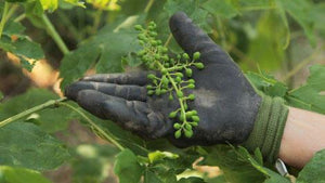 Trim Grapes in Summer With Confidence: Learn How to Trim Grape Vines in Summer and the Secrets to Pruning Grape Vines During Growing Season