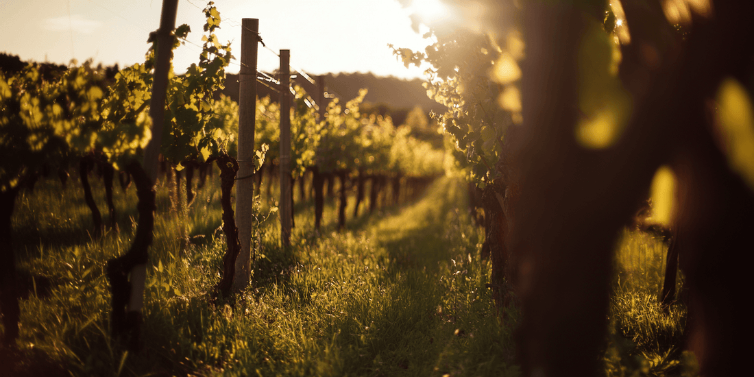 Sunset over long vineyard rows