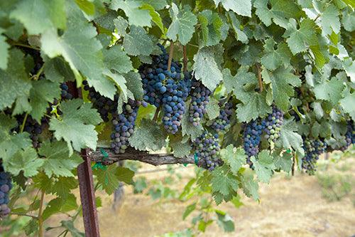Dark grape clusters hanging beneath vines