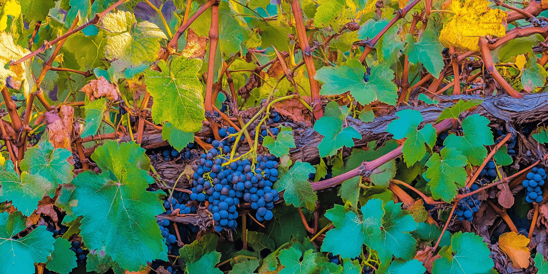 Blue grape clusters among colorful autumn leaves