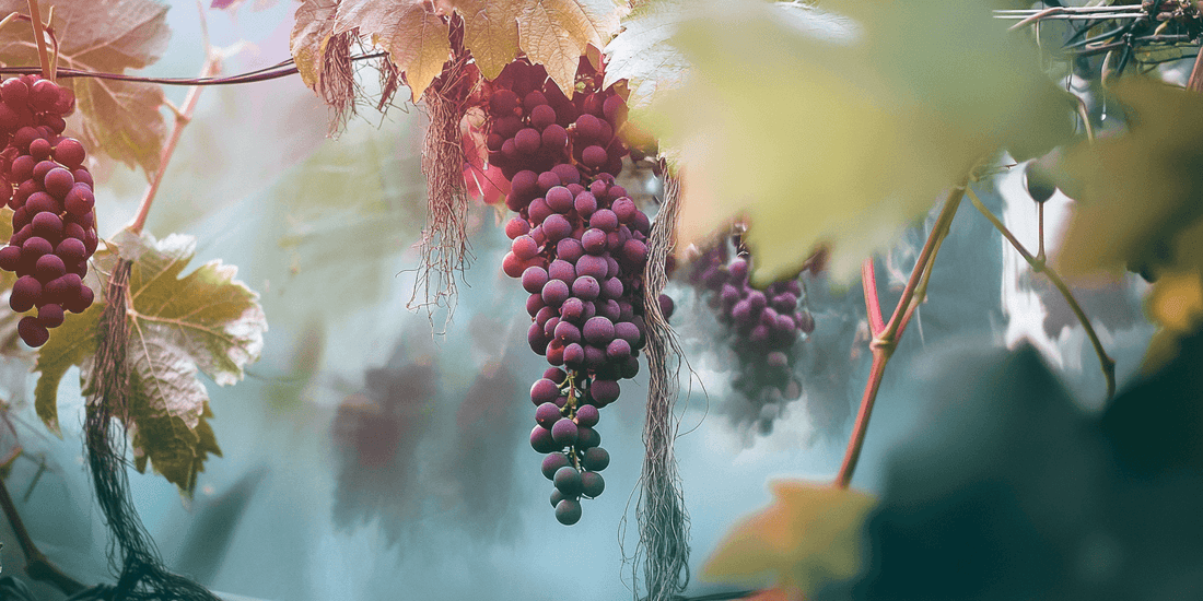 Purple grape clusters hanging from a vine