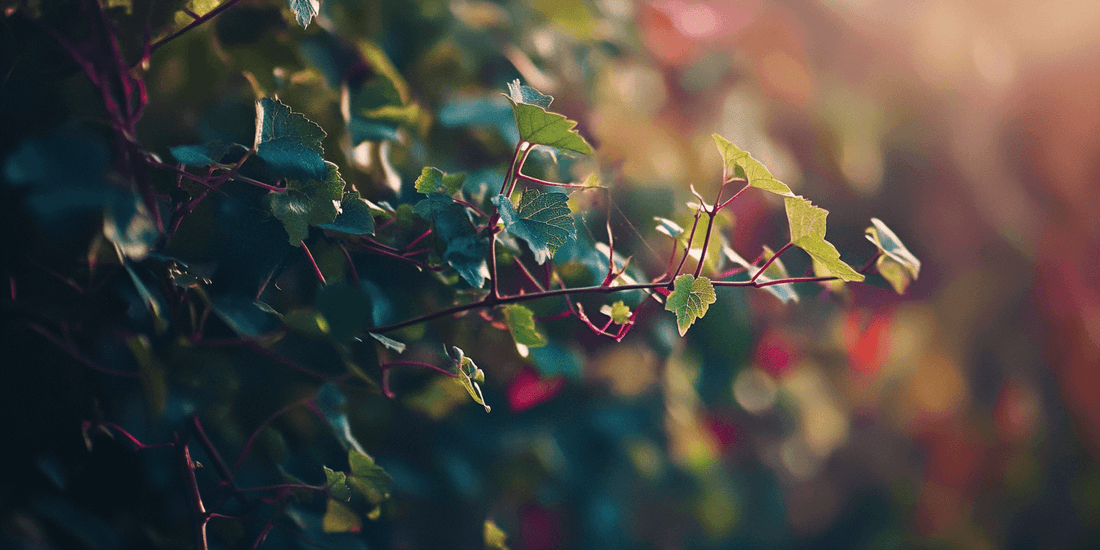 Selecting the Best Grape Varieties for Your Region - Grow Organic