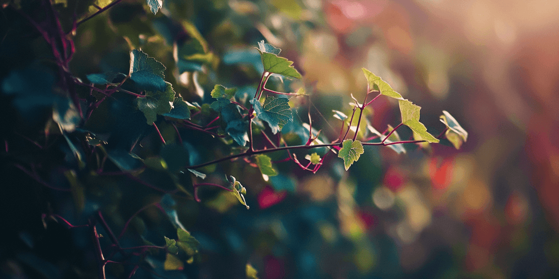Dark grape cluster hanging in warm sunlight