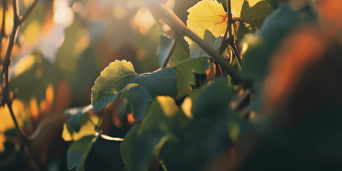 Grape clusters ripening in warm sunlight