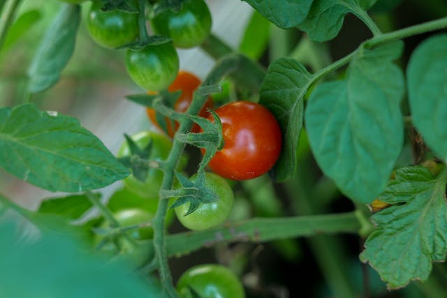 Green and Red Cherry Tomatoes on Shrub
