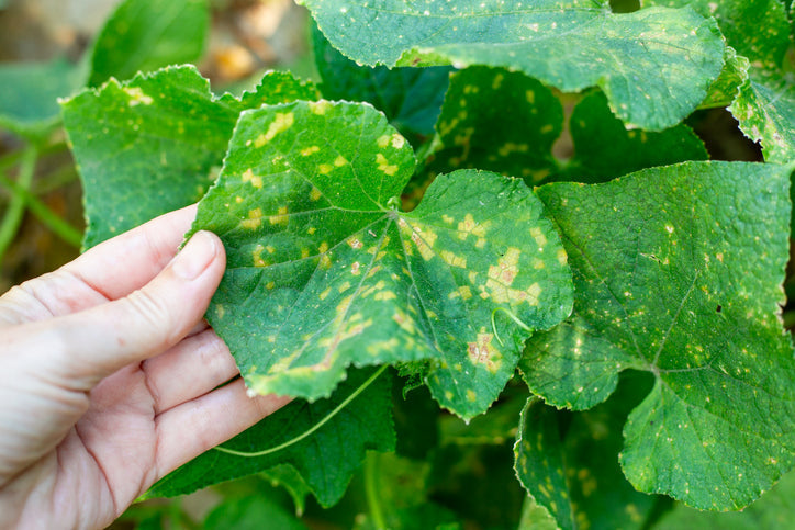 Hand holding a cucumber leaf with yellow mosaic-like patches