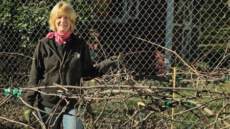 Woman standing beside dormant grapevines
