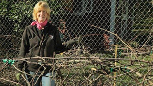Planting & Pruning Grape Vines