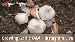 Growing Garlic Q & A–Instagram Live