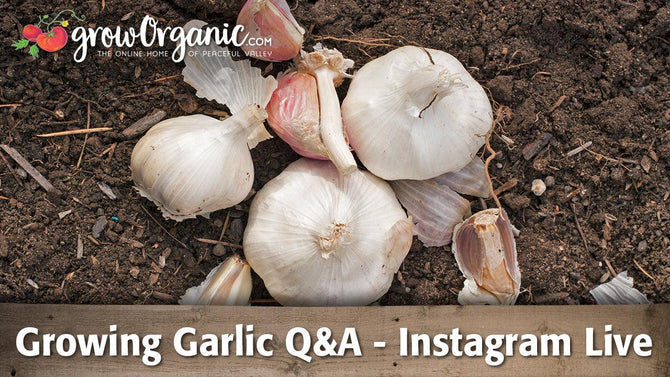 Growing garlic question-and-answer graphic over bulbs