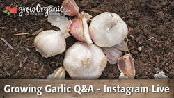 Growing garlic question-and-answer graphic over bulbs