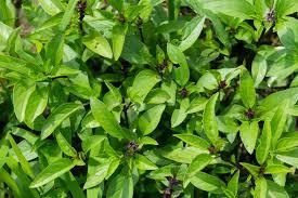Cultivating a Slice of Italy: Growing Your Own Ingredients for Authentic Italian Cooking - Grow Organic