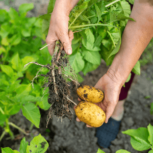 Growing Potatoes with Hugelkultur