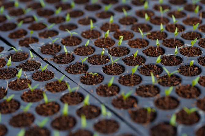 Pepper Seedling Leaves Turning Purple or Black Explained