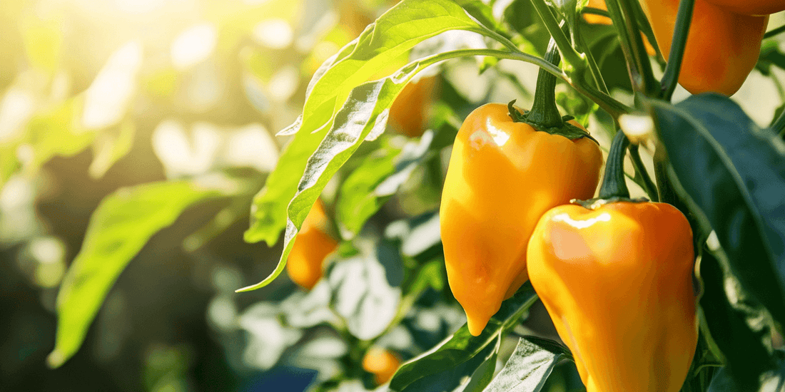Orange habanero peppers