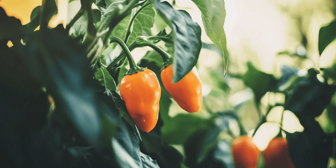 Ripe orange habanero peppers