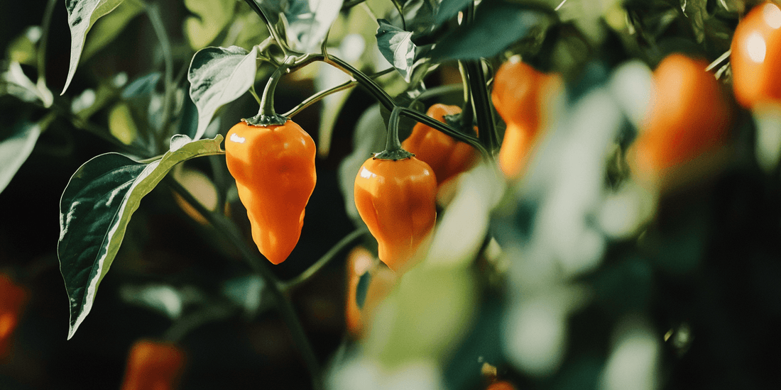 Orange habanero peppers on a plant