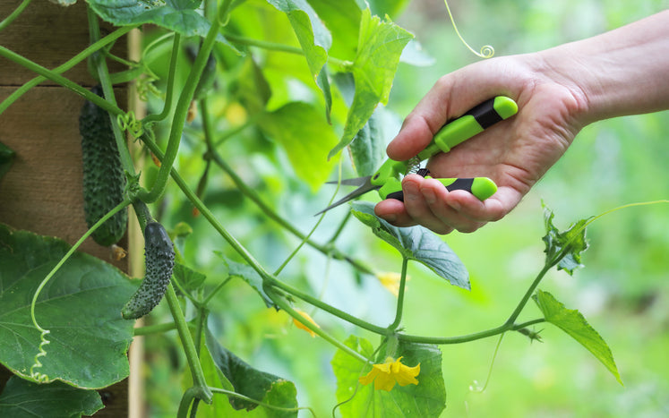 Hand holds pruner to cut off excess branches on cucumber plant in vegetable garden on high gardenbed